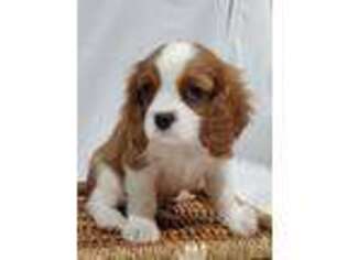 Cavalier King Charles Spaniel Puppy for sale in Elnora, IN, USA
