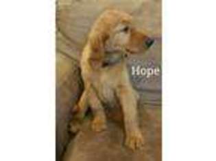 Golden Retriever Puppy for sale in Frankston, TX, USA