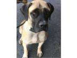 Boerboel Puppy for sale in Willow Street, PA, USA
