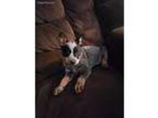 Australian Cattle Dog Puppy for sale in New Cumberland, WV, USA
