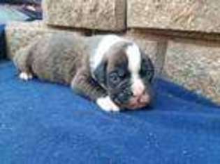 Boxer Puppy for sale in Fillmore, IL, USA