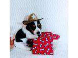 Dachshund Puppy for sale in Interlachen, FL, USA