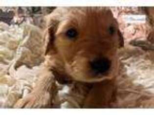 Golden Retriever Puppy for sale in Fort Smith, AR, USA