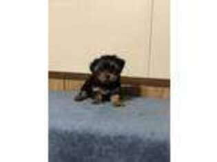 Yorkshire Terrier Puppy for sale in Athens, GA, USA