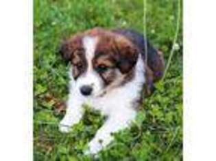 Border Collie Puppy for sale in Drumore, PA, USA