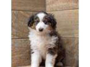 Miniature Australian Shepherd Puppy for sale in Bowdon, GA, USA