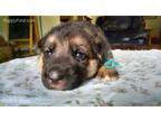 German Shepherd Dog Puppy for sale in Colon, MI, USA