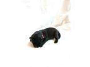 Labrador Retriever Puppy for sale in Cincinnati, OH, USA