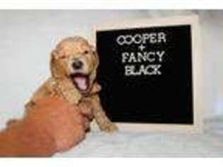 Goldendoodle Puppy for sale in Leoma, TN, USA