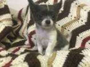 Chihuahua Puppy for sale in Battle Creek, MI, USA