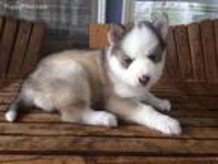 Siberian Husky Puppy for sale in Woodlake, CA, USA