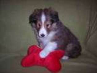Shetland Sheepdog Puppy for sale in Caneyville, KY, USA