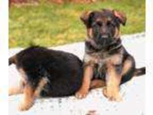 German Shepherd Dog Puppy for sale in Battle Ground, WA, USA