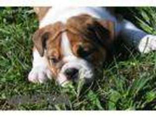 Bulldog Puppy for sale in Bernville, PA, USA