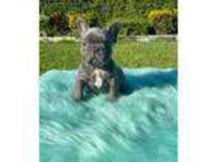 French Bulldog Puppy for sale in Cocoa Beach, FL, USA