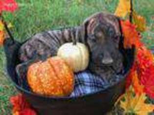 Great Dane Puppy for sale in Hondo, TX, USA