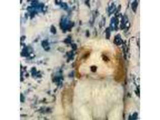 Cavapoo Puppy for sale in Muskogee, OK, USA