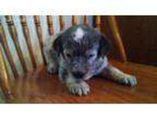 Australian Cattle Dog Puppy for sale in Hopewell, VA, USA