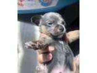Chihuahua Puppy for sale in Staten Island, NY, USA