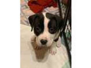 Mutt Puppy for sale in Madison, GA, USA