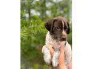 German Shorthaired Pointer Puppy for sale in Six Mile, SC, USA