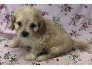 Cavapoo Puppy for sale in Purdy, MO, USA