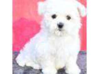 Maltese Puppy for sale in Dudley, MA, USA