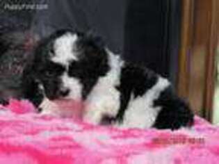 Shih-Poo Puppy for sale in Wooster, OH, USA