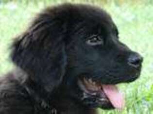 Newfoundland Puppy for sale in Hamilton, OH, USA