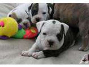 Bulldog Puppy for sale in MEBANE, NC, USA