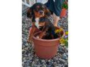 Cavalier King Charles Spaniel Puppy for sale in Mattoon, IL, USA
