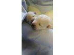 West Highland White Terrier Puppy for sale in Leonard, TX, USA