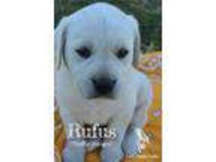 Labrador Retriever Puppy for sale in Priest River, ID, USA