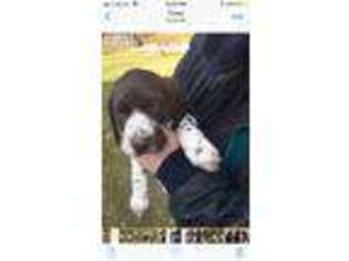 German Shorthaired Pointer Puppy for sale in Abrams, WI, USA