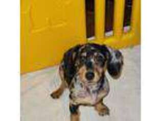 Dachshund Puppy for sale in Lisbon, NH, USA