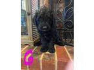 Labradoodle Puppy for sale in Lubbock, TX, USA