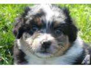 Mutt Puppy for sale in TIPPECANOE, IN, USA