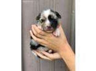 Miniature Australian Shepherd Puppy for sale in Champaign, IL, USA