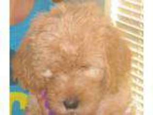 Labradoodle Puppy for sale in SILVER SPRINGS, NV, USA