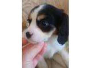 Cavalier King Charles Spaniel Puppy for sale in Charleston, SC, USA