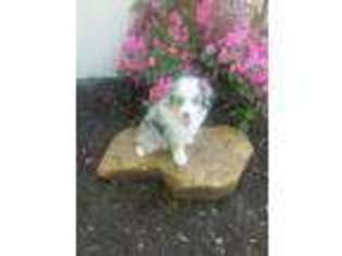 Miniature Australian Shepherd Puppy for sale in Loogootee, IN, USA