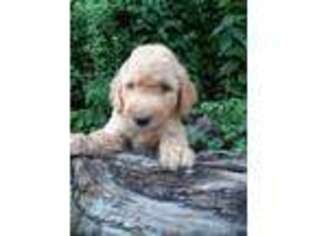 Goldendoodle Puppy for sale in South Pittsburg, TN, USA