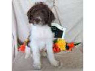 Labradoodle Puppy for sale in Bowman, GA, USA