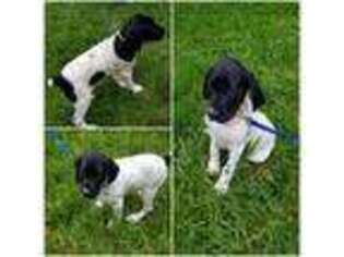 German Shorthaired Pointer Puppy for sale in Marysville, WA, USA