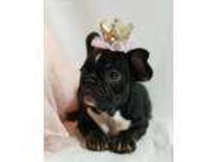 French Bulldog Puppy for sale in Princeton, KY, USA