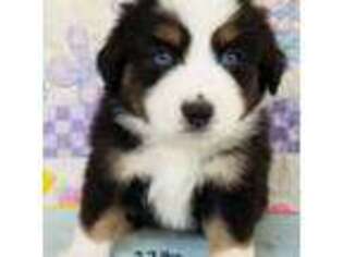 Miniature Australian Shepherd Puppy for sale in Fresno, CA, USA