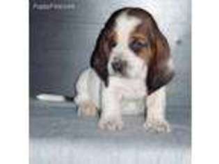 Basset Hound Puppy for sale in Susquehanna, PA, USA