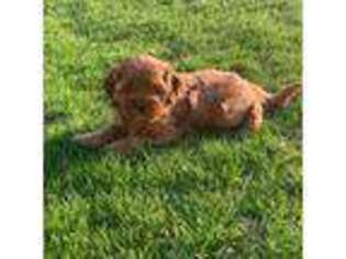 Cavapoo Puppy for sale in Peosta, IA, USA
