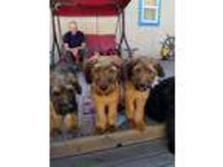 Briard Puppy for sale in Bonanza, OR, USA
