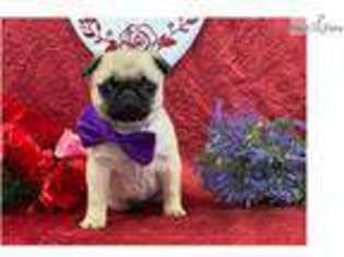 Pug Puppy for sale in Lancaster, PA, USA
